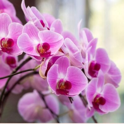 Florist Leominster | The Flower Gallery Petals