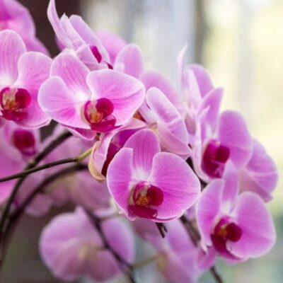 Florist Leominster | The Flower Gallery Petals